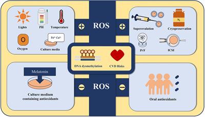 Cardiovascular health of offspring conceived by assisted reproduction technology: a comprehensive review